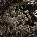 スマホで夜桜