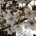 写真: 桜のシベ