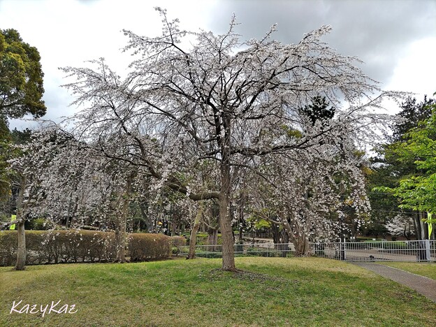 写真: 一本枝垂れ桜