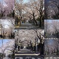 写真: 桜並木コラージュ