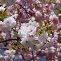 写真: 八重桜＜１＞