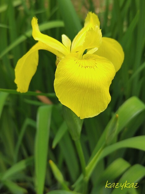 写真: 黄色い花がたくさんの春
