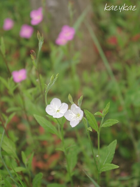 アカバナユウゲショウの白花