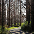 写真: メタセコイヤの森（１）