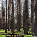写真: メタセコイヤの森（４）