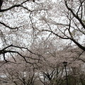 写真: 桜満開・・新幹線高架下