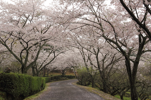 写真: 桜満開・・中尾山登山道