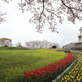 写真: 桜とチューリップと菜の花・・中尾山