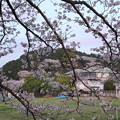 写真: 黄昏時の桜・・高校グランド横