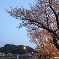 写真: 黄昏時の桜・・浜グランド