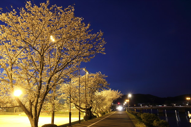 写真: 夜桜・・浜グランド