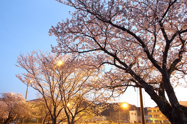 写真: 黄昏時の桜・・浜グランド