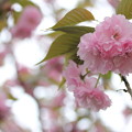 写真: 八重桜・・古城