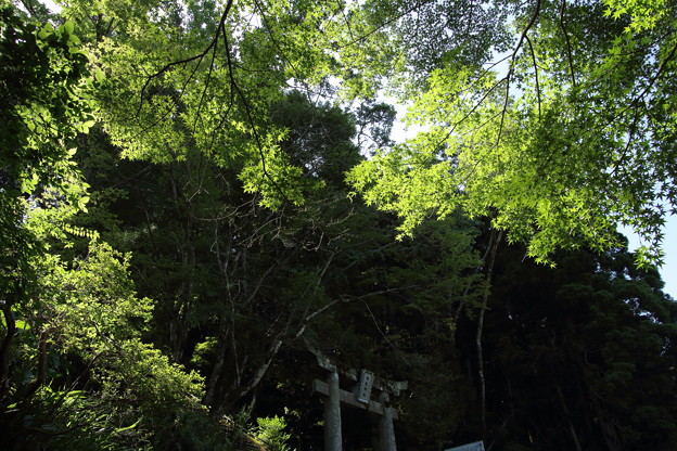 写真: 湯出神社の新緑