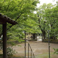 写真: 諏訪神社の新緑