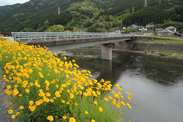 写真: 金鶏菊 （きんけいぎく）・・長野橋