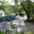 写真: 紫陽花・・諏訪神社