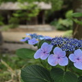 写真: 紫陽花・・竹林園