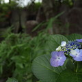 写真: 紫陽花・・竹林園