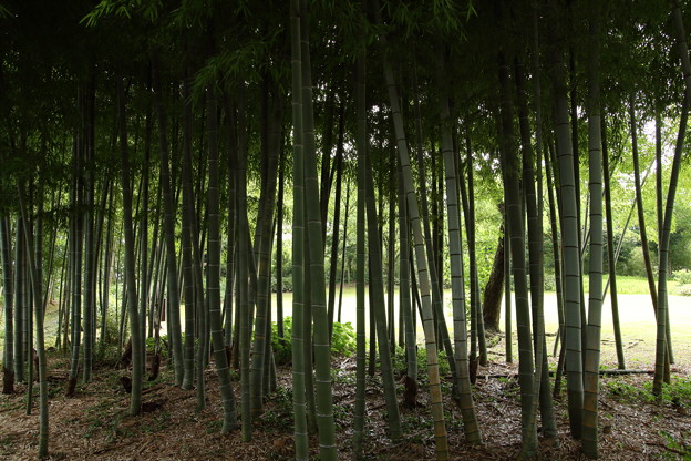 写真: 竹林園の梅雨