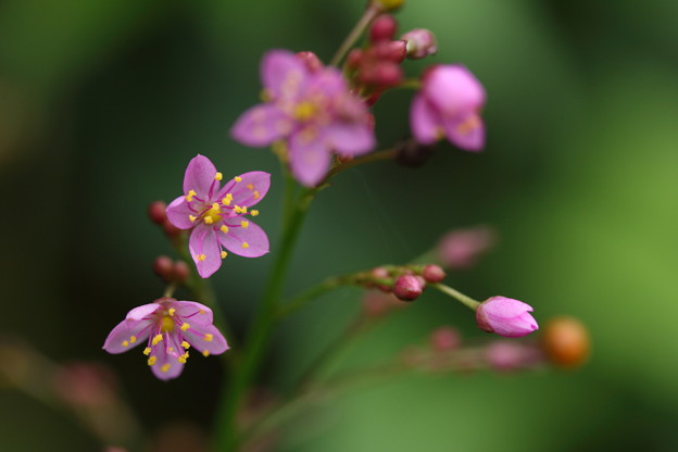 写真: 小さい花ハゼラン