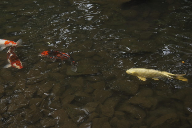 写真: 黄金の鯉とにしき鯉・・竹林園