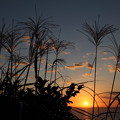 写真: 夕日とススキ・・浜
