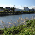 写真: ススキ・・水俣川