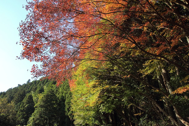写真: 湯出神社裏の紅葉