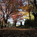 写真: 城山の紅葉
