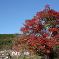 写真: 城山の紅葉・・古城