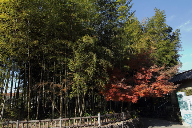 写真: 竹林園の紅葉（ちょっと過ぎてる）
