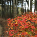 写真: ドウダンツツジの紅葉・・竹林園