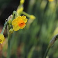写真: 黄色い水仙も咲きだす・・エコパーク