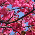 写真: 緋寒桜とメジロ・・エコパーク