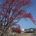 写真: 緋寒桜・・エコパーク