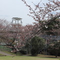 写真: 桜２分咲きくらい・・中尾山