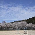城山テニスコートの桜