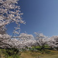 写真: 桜・・中尾山公園
