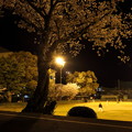夜桜・・浜グランド