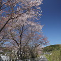 写真: 水俣川岸の桜