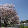 写真: 残り桜・・水俣川岸