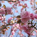 写真: 八重桜・・古城