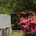 写真: ツツジ咲きだす・・古城梅林園