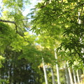 写真: 竹林園の新緑
