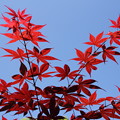 写真: 春の紅葉・・竹林園