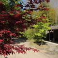 写真: 春の紅葉・・竹林園