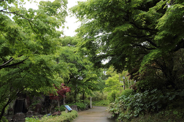 写真: 新緑の竹林園