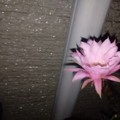 Photos: 夜に咲きだしたサボテン