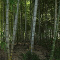 写真: 竹林が何気に涼しい・・竹林園